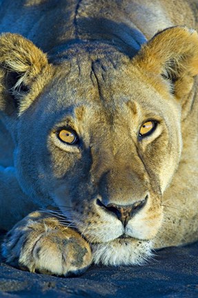 Framed Close-up of a lioness, Ngorongoro Conservation Area, Arusha Region, Tanzania (Panthera leo) Print