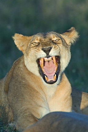 Framed Close-up of a lioness roaring, Ngorongoro Conservation Area, Arusha Region, Tanzania (Panthera leo) Print