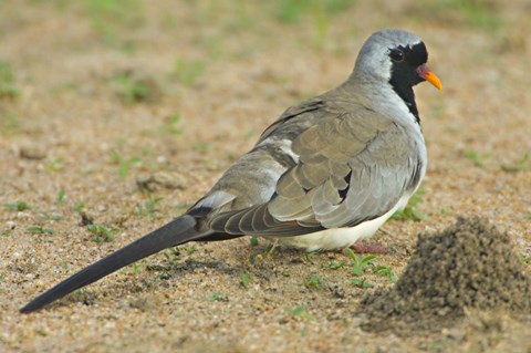 Framed Close-up of a Namaqua dove, Tarangire National Park, Arusha Region, Tanzania (Oena capensis) Print