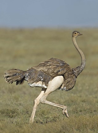 Framed Side profile of an Ostrich running in a field, Ngorongoro Conservation Area, Arusha Region, Tanzania (Struthio camelus) Print