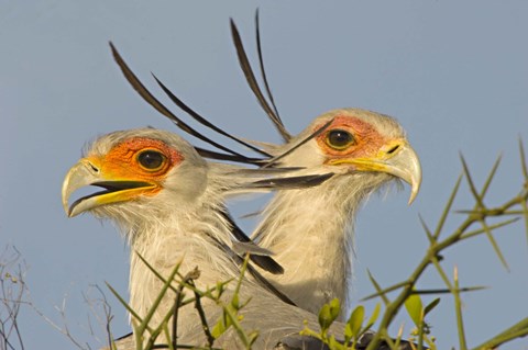 Framed Close-up of two Secretary birds, Ngorongoro Conservation Area, Arusha Region, Tanzania (Sagittarius serpentarius) Print