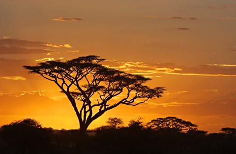 Framed Silhouette of Trees in a field, Ngorongoro Conservation Area, Arusha Region, Tanzania Print