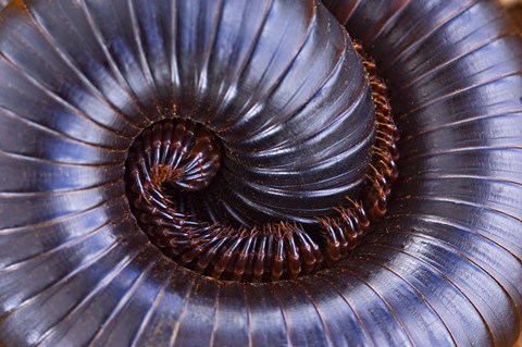 Framed Close-up of a millipede curled up, Tarangire National Park, Arusha Region, Tanzania Print