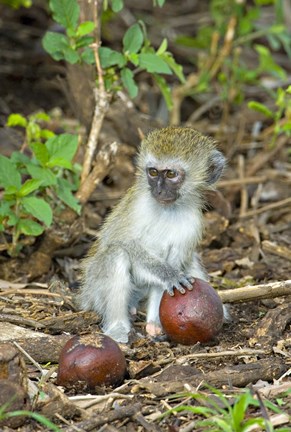 Framed Vervet monkey holding a seed pod, Tarangire National Park, Arusha Region, Tanzania (Chlorocebus pygerythrus) Print