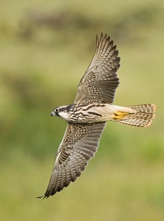 Framed Close-up of a Lanner falcon flying, Lake Manyara, Arusha Region, Tanzania (Falco biarmicus) Print