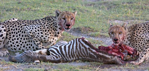 Framed Portrait of two cheetahs eating a zebra, Ngorongoro Conservation Area, Arusha Region, Tanzania (Acinonyx jubatus) Print