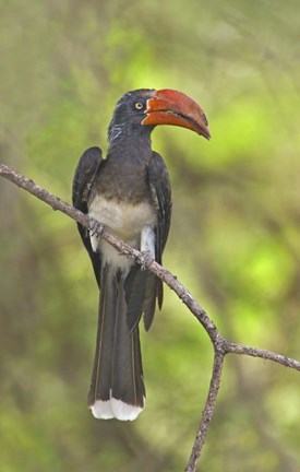 Framed Crowned Hornbill perching on a branch, Lake Manyara, Arusha Region, Tanzania (Tockus alboterminatus) Print