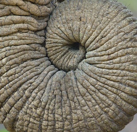 Framed Close-up of an Elephant trunk, Ngorongoro Conservation Area, Arusha Region, Tanzania Print