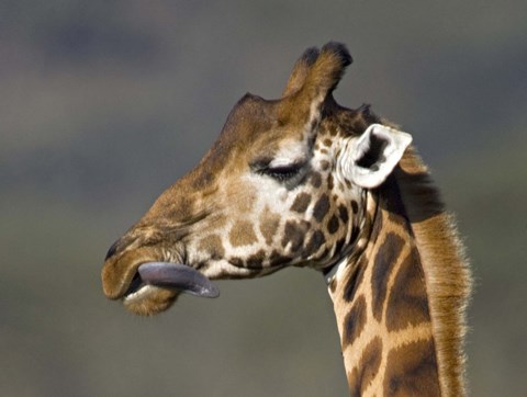 Framed Close-up of a Rothschild&#39;s giraffe, Lake Nakuru, Kenya (Giraffa camelopardalis rothschildi) Print