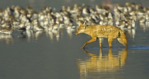 Framed Side profile of a Golden jackal wading in water, Ngorongoro Conservation Area, Arusha Region, Tanzania (Canis aureus) Print