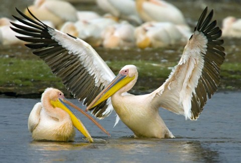 Framed Two Great white pelicans wading in a lake, Lake Nakuru, Kenya (Pelecanus onocrotalus) Print