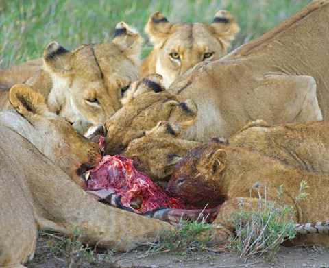 Framed Five lions eating a dead zebra, Ngorongoro Conservation Area, Arusha Region, Tanzania (Panthera leo) Print