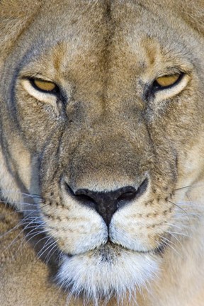 Framed Close-up of a lioness, Masai Mara National Reserve, Kenya (Panthera leo) Print