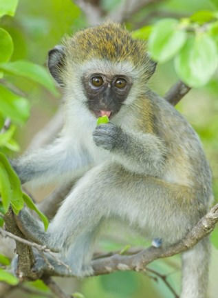 Framed Vervet monkey sitting on a branch, Tarangire National Park, Arusha Region, Tanzania (Chlorocebus pygerythrus) Print