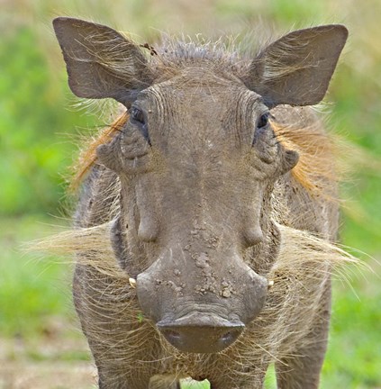 Framed Close-up of a warthog, Lake Manyara, Arusha Region, Tanzania (Phacochoerus aethiopicus) Print