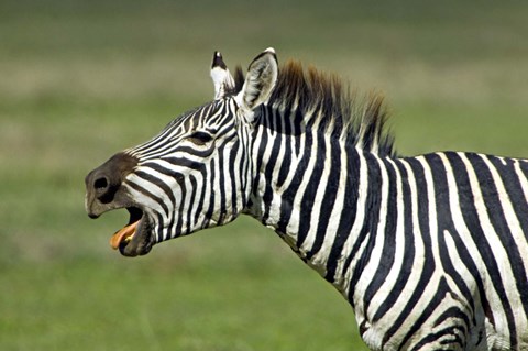 Framed Side profile of a zebra braying, Ngorongoro Conservation Area, Arusha Region, Tanzania (Equus burchelli chapmani) Print