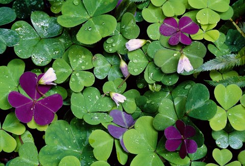 Framed Wood Sorrel Plants Print