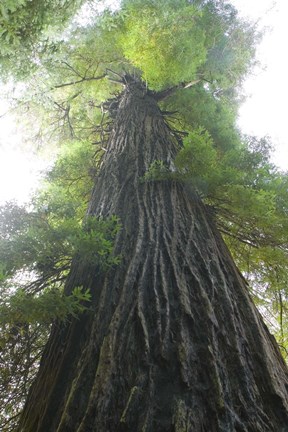 Framed Low-Angle View Of Redwood Tree Print