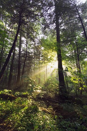 Framed Sunbeams in dense forest, Great Smoky Mountains National Park, Tennessee, USA. Print