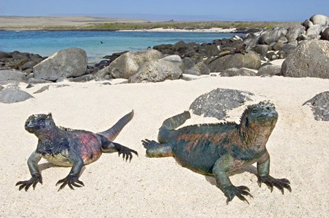 Framed Two Marine iguanas (Amblyrhynchus cristatus) on sand, Galapagos Islands, Ecuador Print