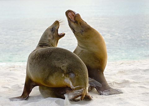 Framed Two Galapagos sea lions (Zalophus wollebaeki) on the beach, Galapagos Islands, Ecuador Print