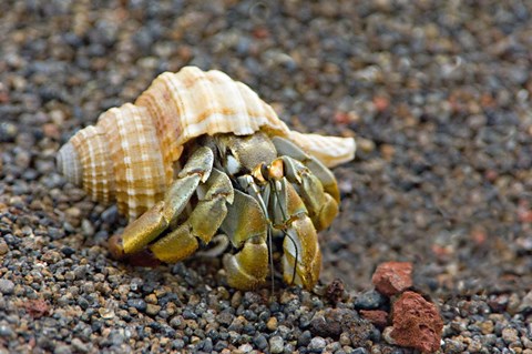 Framed Close-up of a Hermit crab (Coenobita clypeatus), Galapagos Islands, Ecuador Print