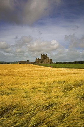 Framed Cistercian Dunbrody Abbey (1182) beyond Barley Field, County Wexford, Ireland Print