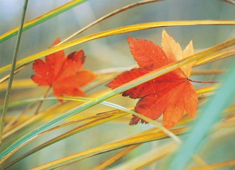 Framed Two fall orange fall leaves amid yellow reeds with out of focus green background Print