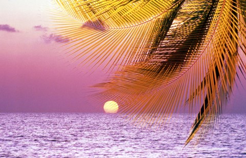 Framed Stylized tropical scene with violet sea, pink sky, setting sun and palm fronds Print