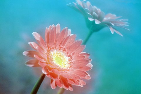 Framed Close up of pink and lavender flowers Print