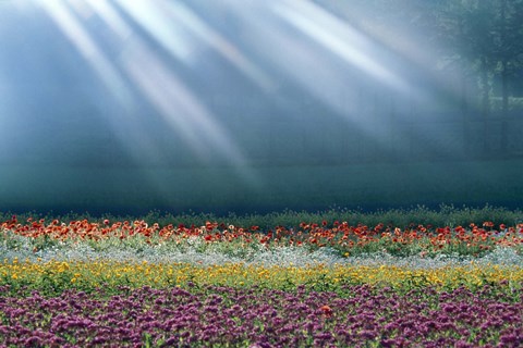 Framed Field of multicolored flowers with streaks of white light rays Print