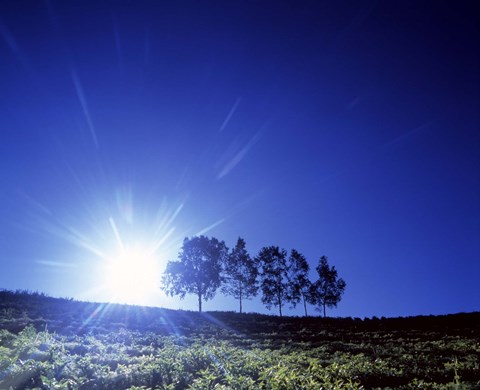 Framed Silhouette with trees in sparse field back lit by white sun Print