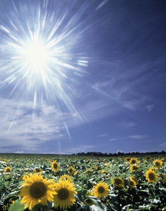 Framed Bright burst of white light above field of sunflowers Print