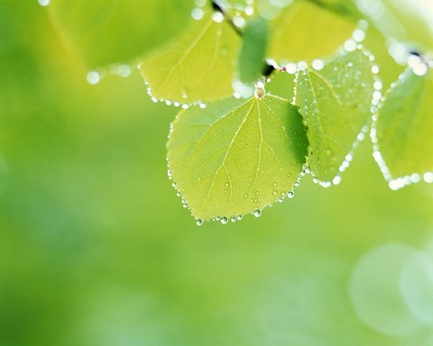 Framed Green Leaves with Dew Print