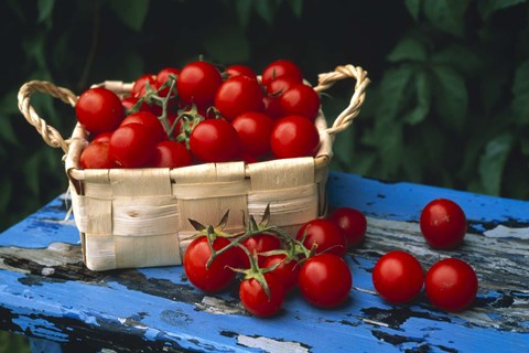 Framed Still life of cherry tomatoes in a rectangular woven basket sitting on distressed blue painted table top Print