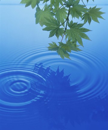 Framed Branch with green leaves suspended over deep blue water with rings and reflection Print