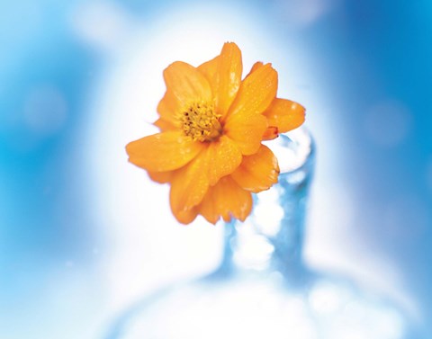 Framed Close up of ruffled marigold bloom in blue bottle with blurred blue and white background Print