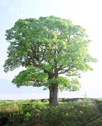 Framed Single green tree standing in field with blue sky Print