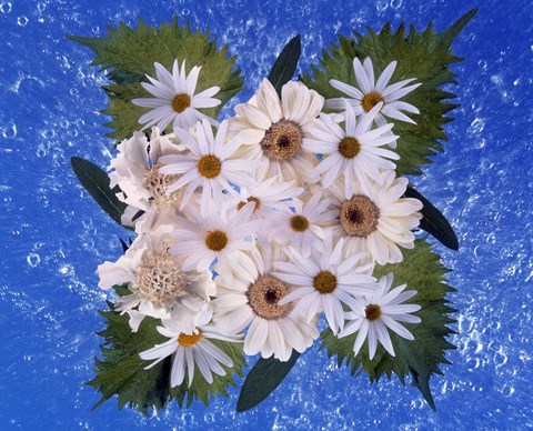 Framed Close up of white daisy bouquet with mottled blue background Print