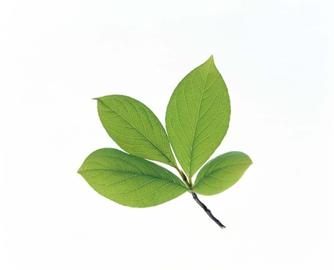 Framed Green Leaves Close-Up Print