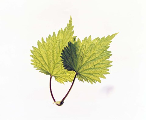 Framed Close-Up of Green Leaves II Print