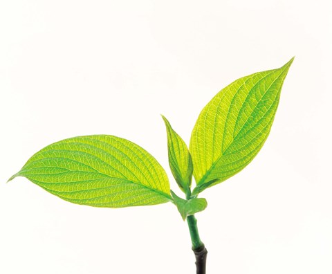 Framed Close-Up of Green Leaves III Print