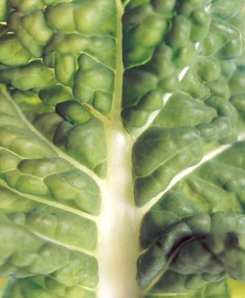 Framed Close up of bumpy vegetable leaf with white stalk Print