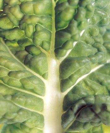 Framed Close up of bumpy vegetable leaf with white stalk Print