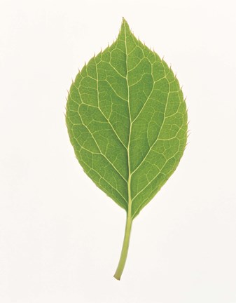 Framed Vertical Green Leaf on Light Grey Print