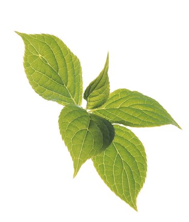 Framed Close up of green leaves on pale green and white Print