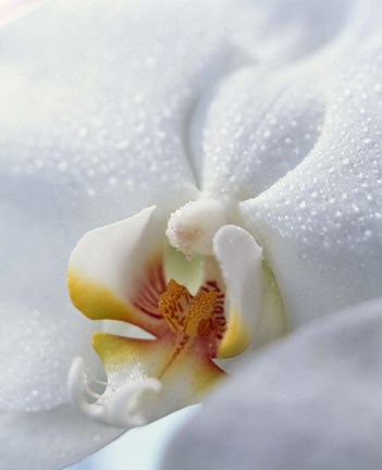Framed Close up of center of white orchid with yellow center Print