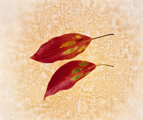Framed Two red leaves on pink background Print