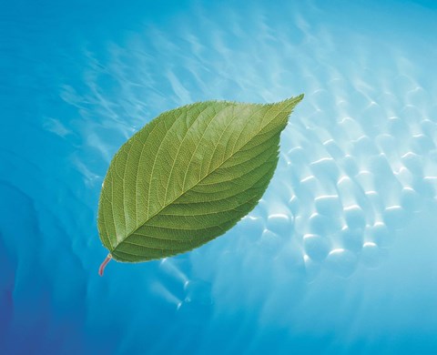Framed Single green leaf above blue water with lights Print