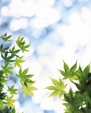 Framed Green leaves on mottled cloudy sky Print